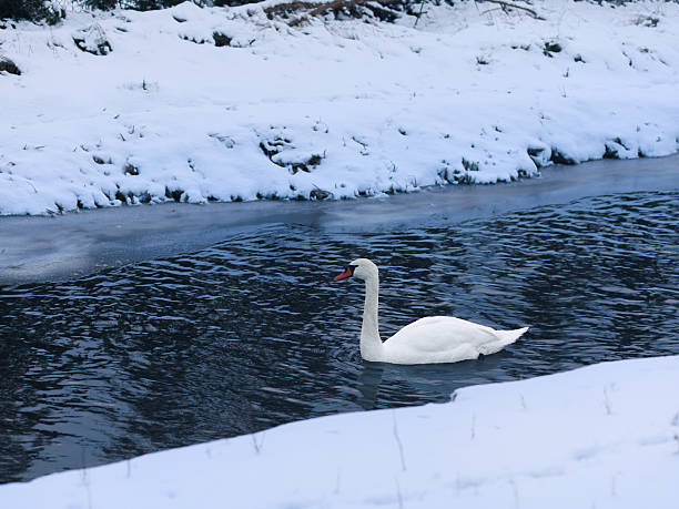 White swan (Cygnus olor) on dark cold river water surrounded by snow with copy space. Concept of resilience, contrast, survival in winter.