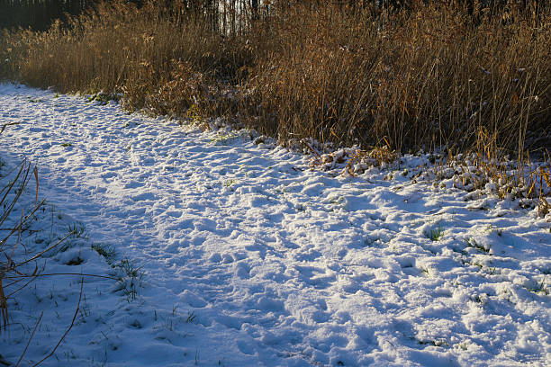 Winter forests in southern Netherlands covered in snow