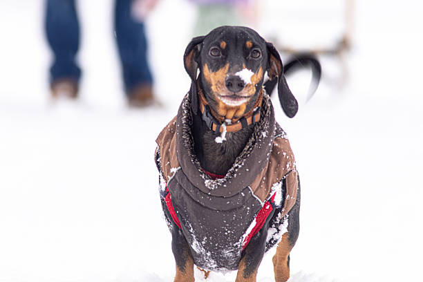 Portrait of a dachshund in a snowy winter landscape, wearing a warm dog coat. The dog looks directly at the camera with snow on its head, giving the image a light and playful feel. Suitable for themes such as winter, pets, cold weather, humor, animal portraits, and outdoor life.