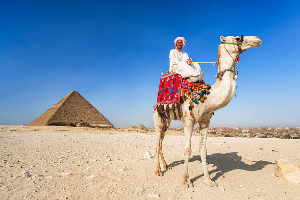 istock Sunlit Camel and Pyramid, Giza, Egypt 2254820867