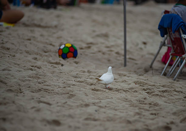 istock A pigeon and a ball on the beach 2254821048
