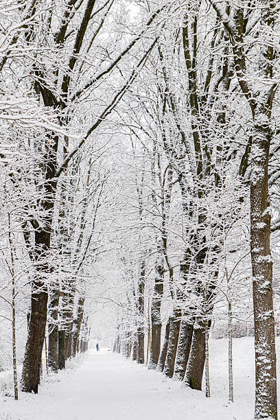 A solitary walker in the distance walks along a symmetrical avenue of tall trees covered in fresh snow. The winter landscape conveys a sense of calm, silence and depth, with a snow-covered path and bare branches. Suitable as a conceptual image for winter, nature, relaxation, reflection and outdoor activity.