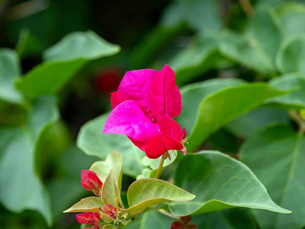 Bougainvillea Flowers