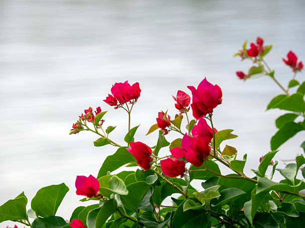 Bougainvillea Flowers