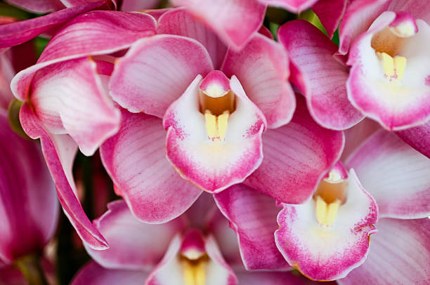 external structure of a orchid: Macro picture of a blooming Phalaenopsis flower head with visible the pollinium and flower stigma.