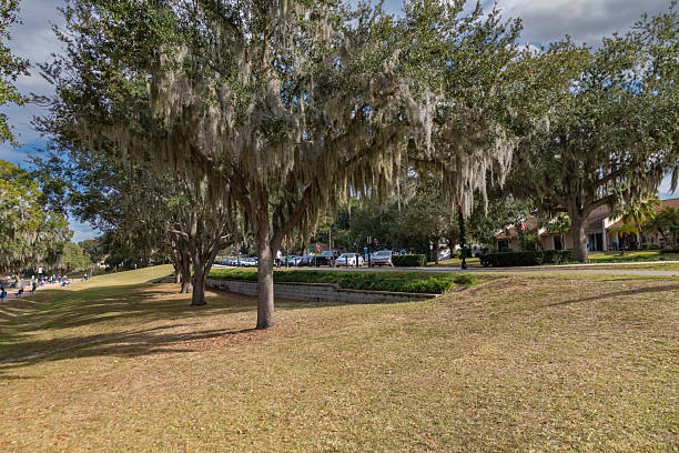 A peaceful park scene in Clermont, Florida, featuring mature oak trees draped with long strands of Spanish moss casting soft shadows across a gently sloping grassy landscape. A walkway, parked cars, and nearby buildings appear in the background, blending natural scenery with everyday community life.