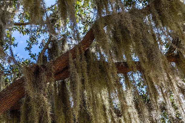 Close-up view of Spanish moss draping from the branches of a mature oak tree in Central Florida, with sunlight filtering through green leaves and patches of blue sky. The textured moss creates a layered, organic pattern that evokes a classic Southern atmosphere and a sense of calm, natural beauty.