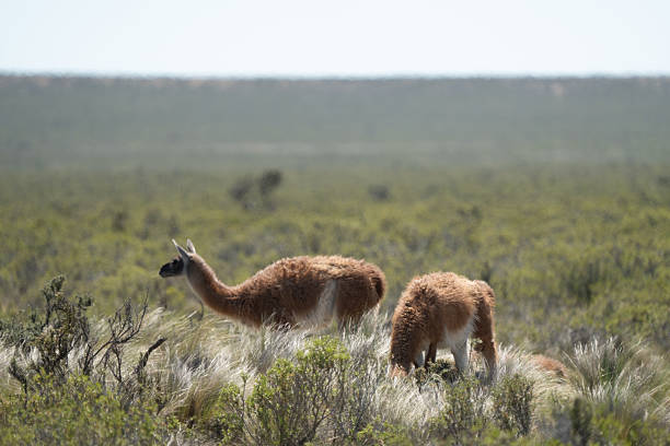 Guanaco (Lama guanicoe) standing alert in its native arid South American habitat, showing long-legged camelid morphology and dense reddish-brown pelage with pale ventral countershading. Herbivorous ungulate pauses from grazing sparse shrubs and grasses, illustrating adaptation to windy, lowproductivity steppe and scrub.