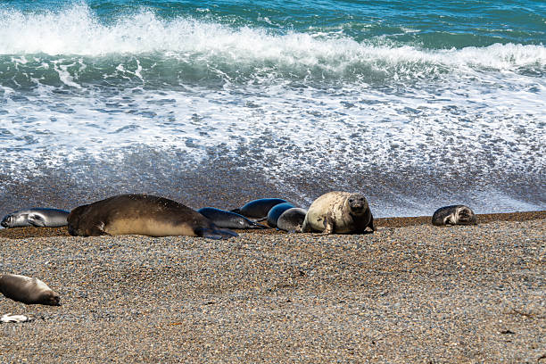Southern elephant seal (Mirounga leonina) resting on a sub-Antarctic beach, displaying massive, sexually dimorphic pinniped body with thick blubber layer and short dense fur. Large male's proboscis and robust foreflippers highlight adaptations for polygynous breeding, vocal displays, and aquatic propulsion.