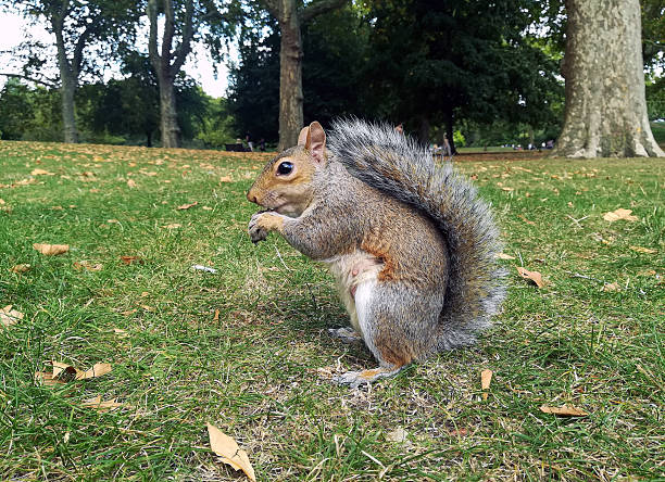 Gray Squirrel in Central Park New York City, USA