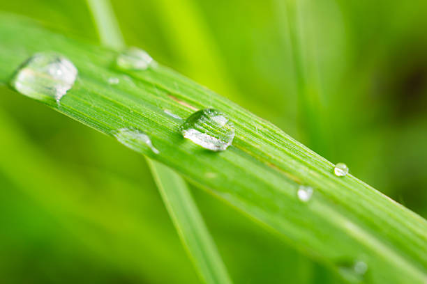 Beautiful rain water drop on green leaf closeup natural background