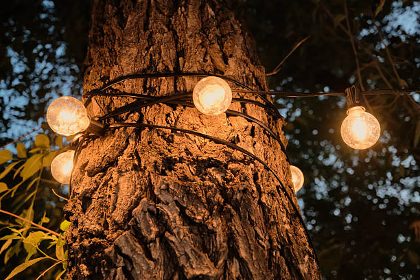 String lights illuminate a tree trunk creating a warm ambiance at night