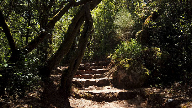 istock Sunlit Stone Stairs Ascending Through a Dense Green Forest 2254828010