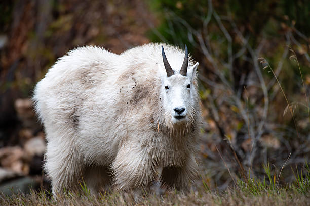 Mountain goats can be seen in Spearfish Canyon on a regular basis.