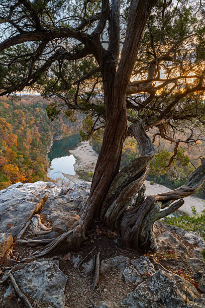 istock Ancient Cedar, Tyler Bend Area, Buffalo River, AR 2254830630