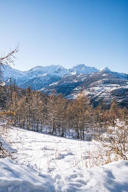 Ski resort and larch forest in winter, Sauze d'Oulx, Piedmont