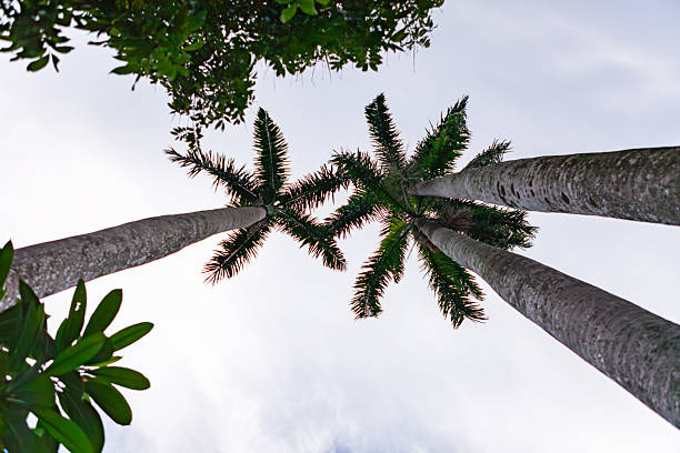 This low-angle photograph captures an upward perspective of several majestic palm trees, their tall, slender, and textured greyish trunks reaching towards a luminous sky. The dark green fronds of the palm trees fan out at the top, creating striking silhouettes against the bright, subtly clouded white-blue sky. Additional leafy green foliage is visible in the top and bottom left corners, adding to the lush, tropical ambiance. The composition emphasizes the impressive height and natural patterns of the trees, conveying a sense of serenity and the expansive feel of a tropical or subtropical environment.