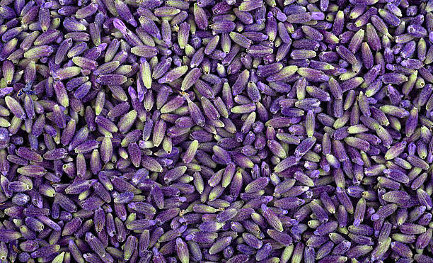 istock Fresh lavender buds as background, top view. Lavender flowers. 2254831776