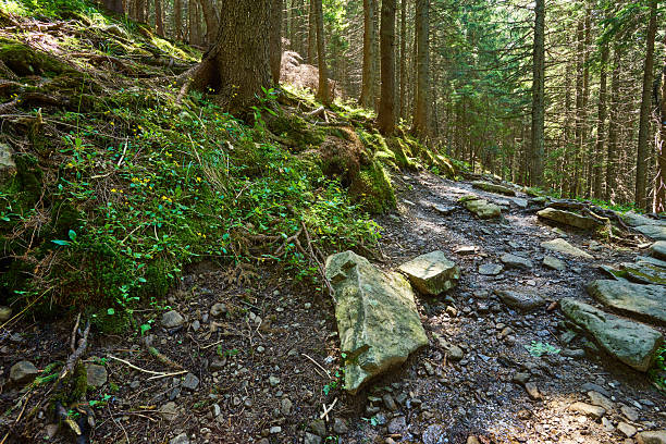 Eco-tourism rocky trail trough summer forest