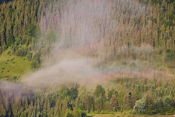 Landscape with fog in mountains and rows of trees