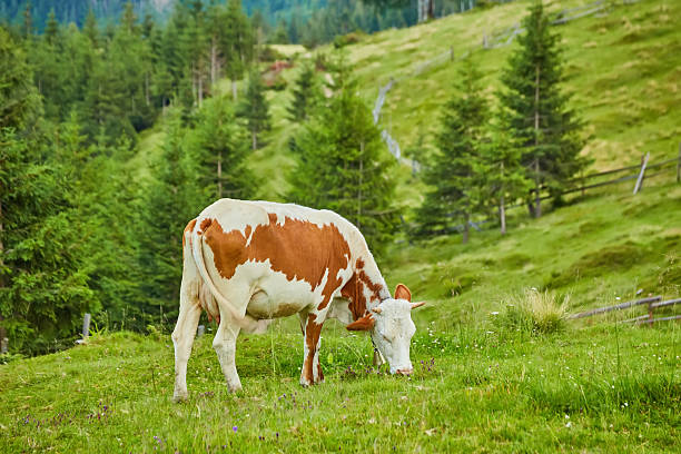 Brown and white cows on a beautiful green alpine meadow in Austria. Mountains on background.
