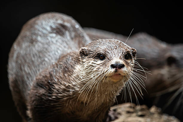 Eurasian otter (Lutra lutra) resting on a frozen creek.