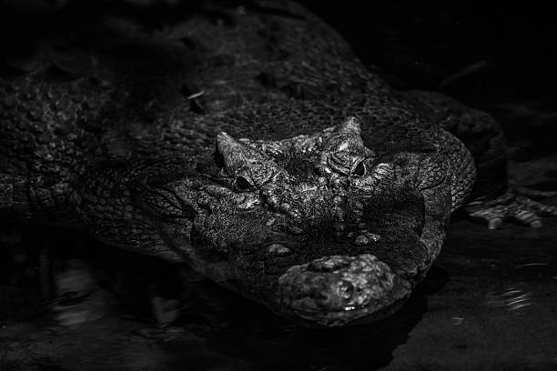 alligator crocodile skin detail pattern close up