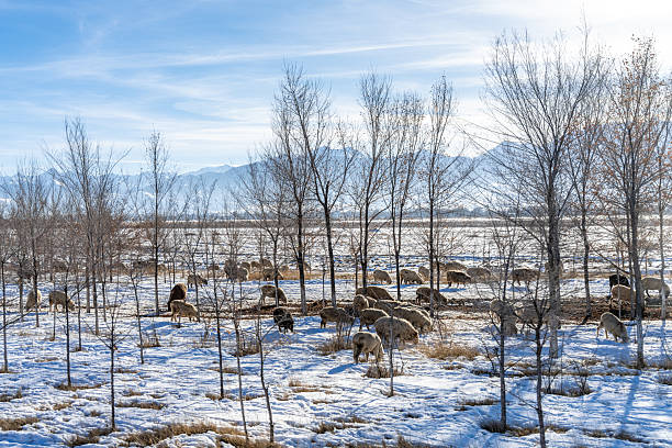 Deciduous trees and sheep on the snowy plain