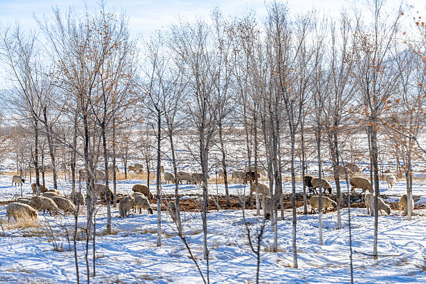 Deciduous trees and sheep on the snowy plain