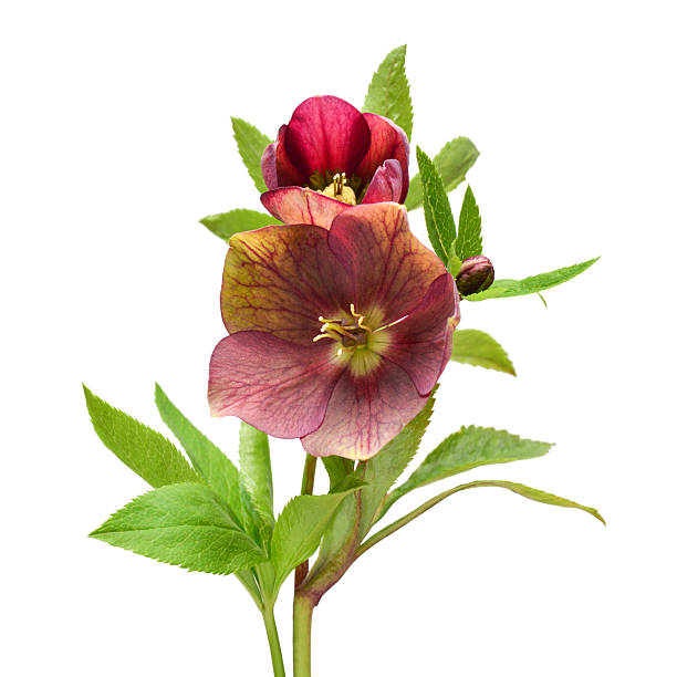 Flower red hellebore bouquet isolated on white background. Flat lay, top view
