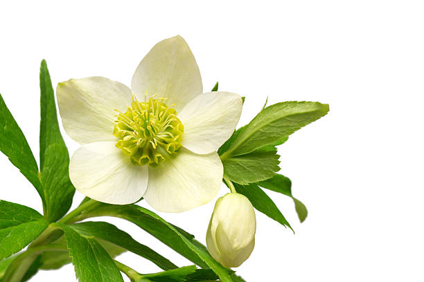 Flower hellebore bouquet isolated on white background. Flat lay, top view