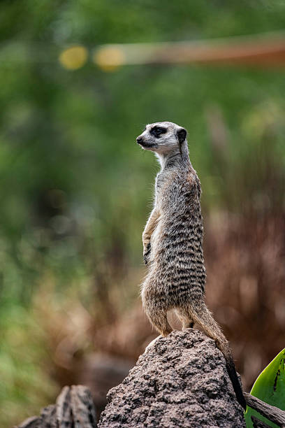 istock portrait of a Meerkat 2254834415