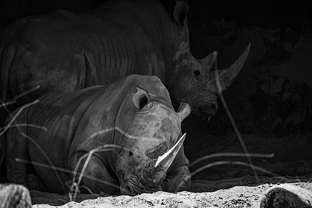 close up portrait of a rhino sleeping in the shade