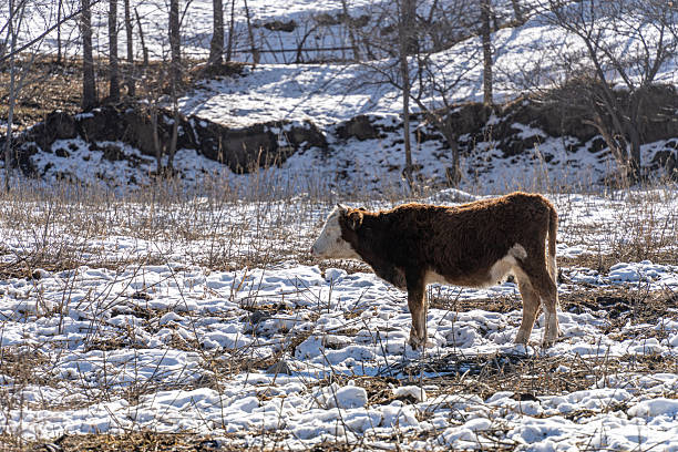 Herd of cows grazing in winter snow field