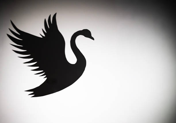 Black swan silhouette with empty space on the right for compositing or text, representing political, geopolitical, or unexpected risks. Vignette lighting and grey background create a dramatic, conceptual visual. Suitable for designers, editorial projects, presentations, and creative conceptual imagery.