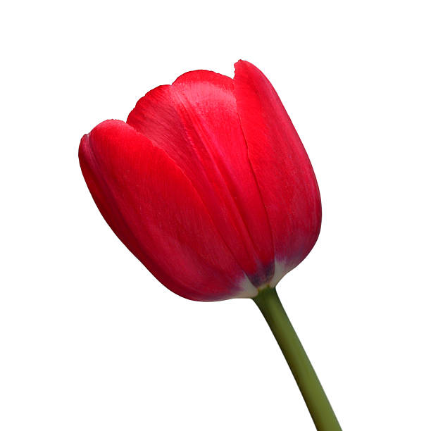 a red tulip with a light blue background closeup
