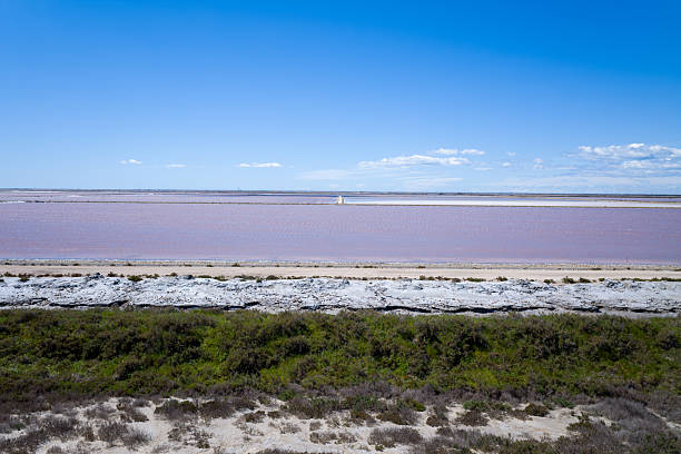 Wide view of a pink saltwater marsh bordered by white mineral deposits and green shrubs under a clear blue sky in the Camargue. The landscape is open and luminous, showcasing vibrant natural hues and layered textures.