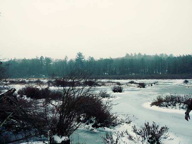 A frozen marshland with vegetation and wilderness in a snowy winter landscape.