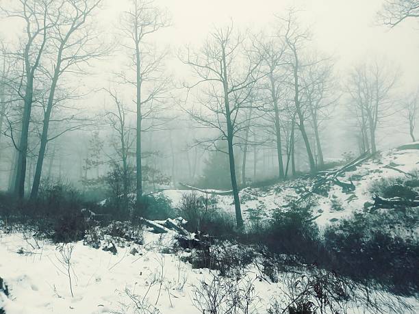 An ominous, snow-covered forest shrouded in fog on a bleak winter day.