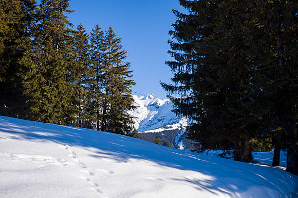 Scenic view of snowy landscape in the Swiss Alps at Albula Valley on a sunny autumn day. Photo taken November 22nd, 2024, Filisur Albula, Switzerland.