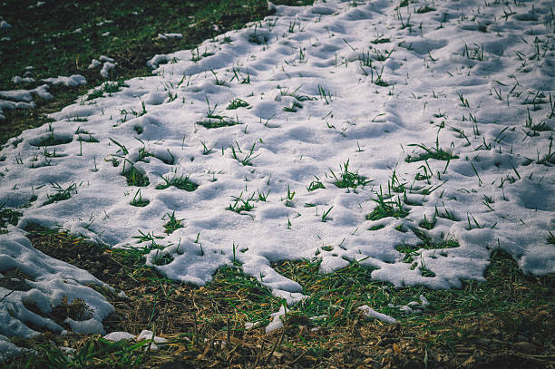 Green grass emerges through melting snow, bright sunlight