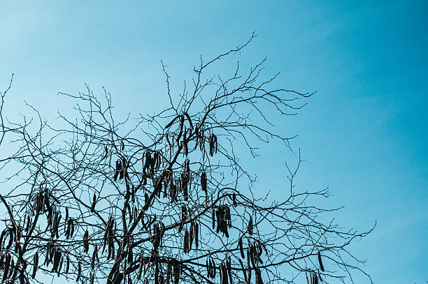Dried seed pods hang on bare branches, vivid blue sky