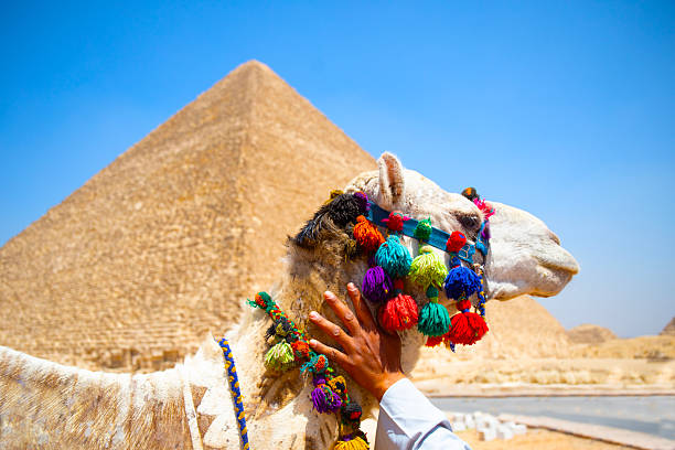 istock Cairo Gaza district  Pyramid and tourist camel 2254839784