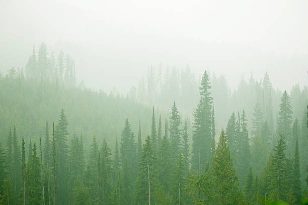 istock Conifer trees in morning fog 2254839803
