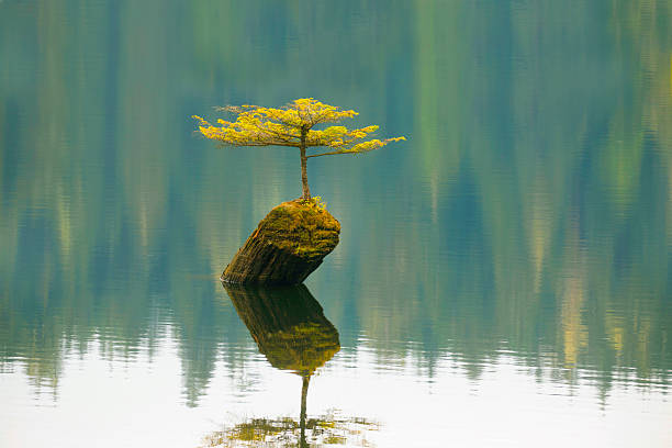 istock Fairy lake detail 2254839826