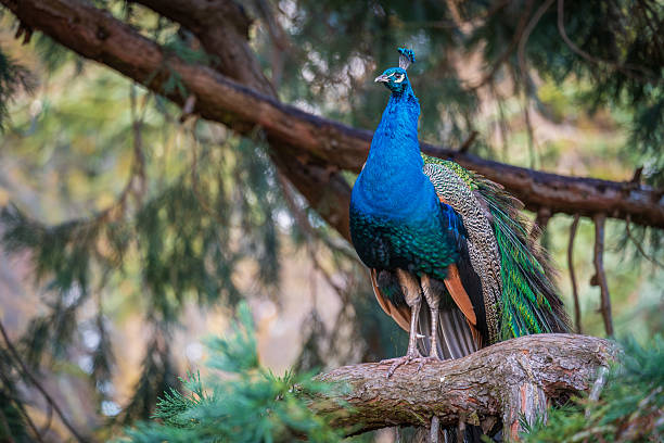 Peacock in a tree in the Beacon Hill Park a popular recreational area in the heart of Victoria, BC.