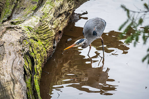 Egret At Mangrove. ACEH, INDONESIA