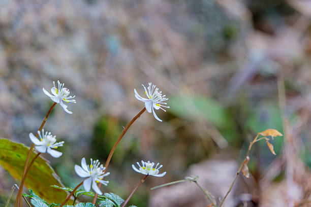 istock Spring Woodland Flowers Growing on Slender Stems 2254842021