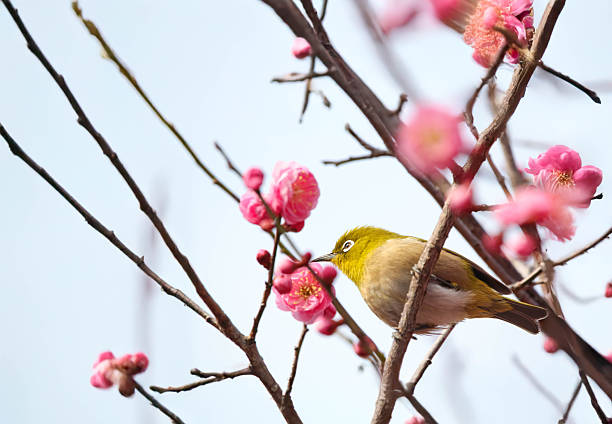 istock Plum blossoms and Japanese white-eye 2254845115