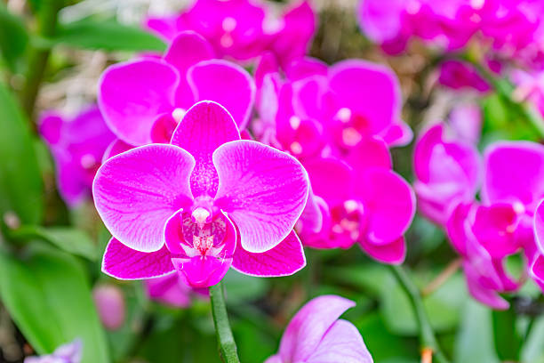 This close-up photograph beautifully captures a single, intensely colored magenta orchid, likely a Phalaenopsis, in exquisite detail in the foreground. Its petals feature delicate veins and a distinct white edge, while the intricate labellum (lip) reveals a complex pattern of white, red, and deeper purple accents. The orchid stem, a fresh green, rises from the bottom of the frame. In the background, a soft blur of additional magenta orchid blooms and lush green foliage creates a rich, dreamy tapestry, emphasizing the depth and vibrant beauty of a blooming orchid garden or greenhouse. The lighting highlights the flower's vivid color and delicate texture.